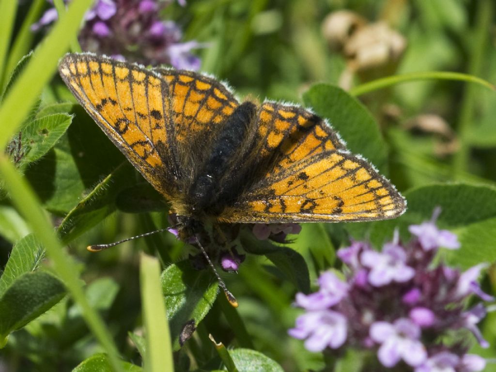 Melitaea varia? S